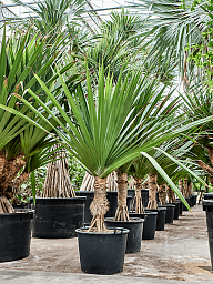 Screw Pine Pandanus utilis