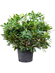 Pittosporum tobira 'Nanum'