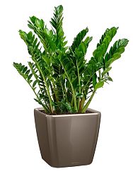 Zamioculcas in LECHUZA QUADRO LS Self-watering Planter, Total Height 110 cm