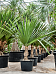Screw Pine Pandanus utilis