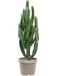 Vibrant African Milk Tree Euphorbia acrurensis Indoor House Plants