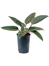 Lush Heart-Leaf Philodendron Red Congo Indoor House Plants