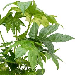 Lush Japanese Aralia Fatsia japonica Indoor House Plants