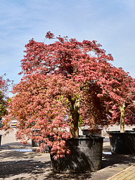 Acer pal. diss. 'Garnet-Green Lace'