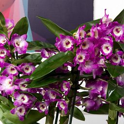 Blooming Dendrobium Orchid in LECHUZA DELTA Self-watering Planter, Total Height 50 cm