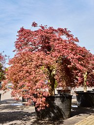Acer pal. diss. 'Garnet-Green Lace'
