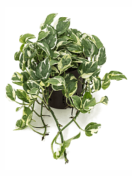 Shade-loving Satin Pothos Scindapsus (Epipremnum) 'N'joy' Indoor House Plants