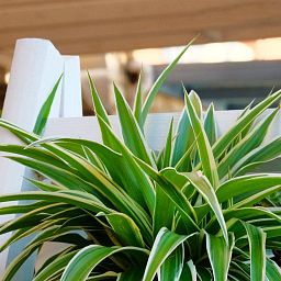 Chlorophytum Atlantic in LECHUZA CLASSICO Color Self-watering Planter, Total Height 35 cm