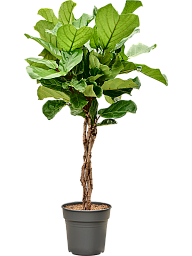 Lush Fiddle Leaf Fig Ficus lyrata Indoor House Plants