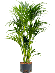 Lush Sentry Palm Kentia (Howea) forsteriana Indoor House Plants