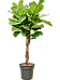 Lush Fiddle Leaf Fig Ficus lyrata Indoor House Plants