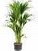 Lush Sentry Palm Kentia (Howea) forsteriana Indoor House Plants