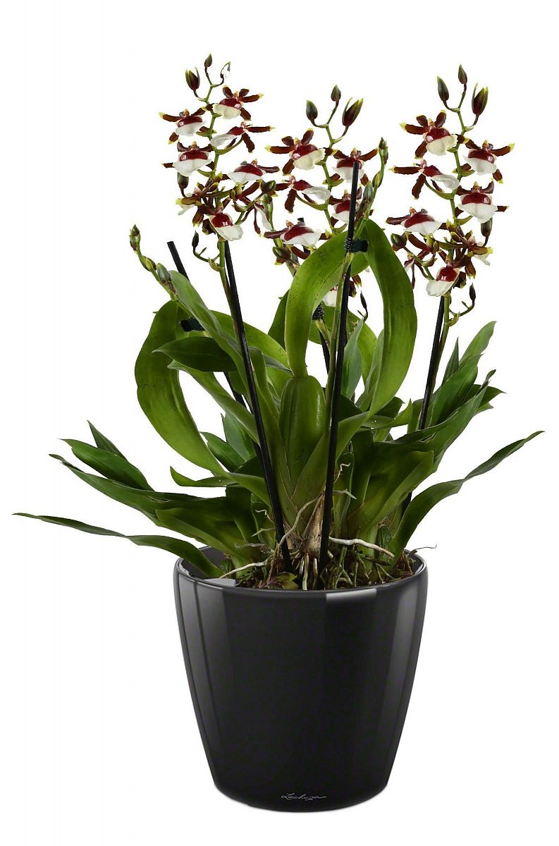 Blooming Oncidium Orchid in LECHUZA CLASSICO LS Self-watering Planter, Total Height 65 cm