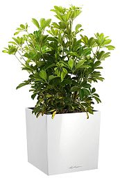 Schefflera in LECHUZA CUBE Self-watering Planter, Total Height 65 cm