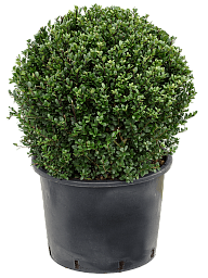 Cute Japanese Holly Ilex crenata 'Dark Green'