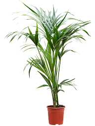 Lush Sentry Palm Kentia (Howea) forsteriana Indoor House Plants