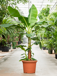Tropical Banana Plant Musa tropicana Tall Indoor House Plants Trees