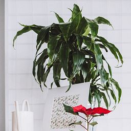 Impressive Corn Plant Dracaena fragrans 'Janet Craig' Tall Indoor House Plants Trees