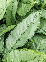 Shade-loving Chinese Evergreen Aglaonema 'Freedman' Indoor House Plants