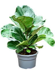 Lush Fiddle Leaf Fig Ficus lyrata Indoor House Plants