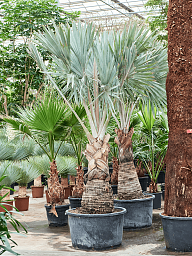 Lush Bismark Palm Bismarckia nobilis (300-400) Tall Indoor House Plants Trees