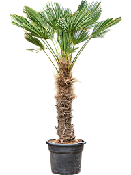 Windmill Palm Tree Trachycarpus wagnerianus