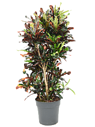 Striking Croton (Codiaeum) variegatum 'Mammi' Indoor House Plants