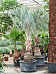 Lush Bismark Palm Bismarckia nobilis (500-600) Tall Indoor House Plants Trees