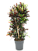 Striking Croton (Codiaeum) variegatum 'Mammi' Indoor House Plants