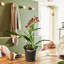 LECHUZA ORCHIDEA Round Poly Resin Indoor Self-watering Planter