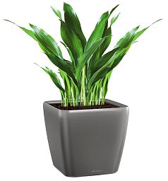 Aspidistra in LECHUZA QUADRO LS Self-watering Planter, Total Height 80 cm