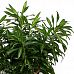 Fabulous Pleomele (Dracaena) reflexa 'Song of Jamaica' Tall Indoor House Plants Trees
