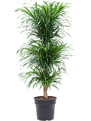 Graceful Pleomele (Dracaena) 'Anita' Tall Indoor House Plants Trees