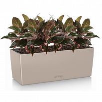 Potted House Plant Aglaonema Crete in LECHUZA BALCONERA Color Sand Bro...