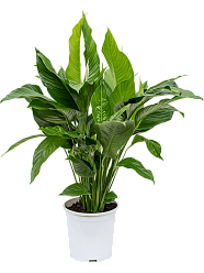 Showy Peace Lily Spathiphyllum 'Sweet Lauretta' Indoor House Plants