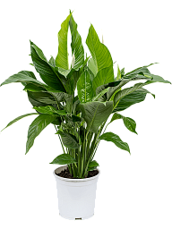 Showy Peace Lily Spathiphyllum 'Sweet Lauretta' Indoor House Plants