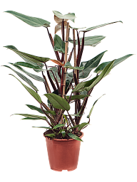 Lush Heart-Leaf Philodendron 'New Red' Indoor House Plants