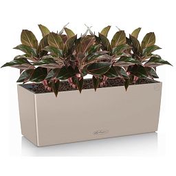 Aglaonema Crete in LECHUZA BALCONERA Color Self-watering Planter, Total Height 45 cm