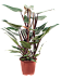 Lush Heart-Leaf Philodendron 'New Red' Indoor House Plants