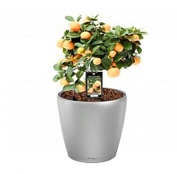 Tangerine Tree in LECHUZA CLASSICO LS Self-watering Planter, Total Height 50 cm