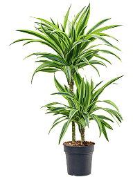 Colorful Corn Plant Dracaena fragrans 'Lemon Lime' Tall Indoor House Plants Trees