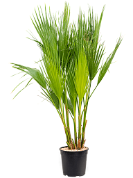 Lush California Fan Palm Washingtonia filifera (475-525) Indoor House Plants