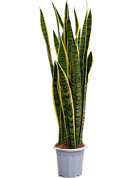 Elegant Snake Plant Sansevieria trifasciata 'Laurentii' Indoor House Plants