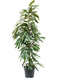 Lush Narrow-leaf Fig Ficus binnendijkii 'Amstel King' Tall Indoor House Plants Trees