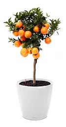 Tangerine Tree in LECHUZA CLASSICO LS Self-watering Planter, Total Height 85 cm