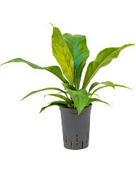 Lush Flamingo Flower Anthurium elipticum 'Jungle Bush' Indoor House Plants