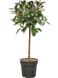 Lush Rubber Plant Ficus elastica 'Melany' Tall Indoor House Plants Trees