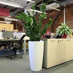 Zamioculcas Zamiifolia in LECHUZA RONDO Self-watering Planter, Total Height 150 cm