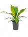 Lush Flamingo Flower Anthurium elipticum 'Jungle Bush' Indoor House Plants