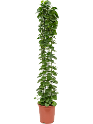 Shade-loving Grape Ivy Cissus rotundifolia Indoor House Plants